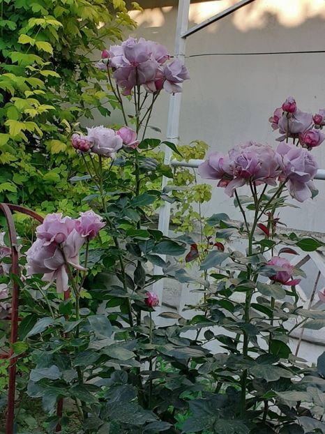  - Novalis 2022- 2023-2024