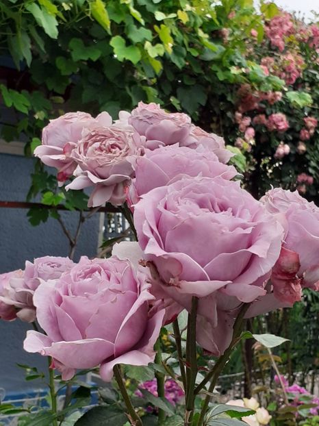  - Novalis 2022- 2023-2024