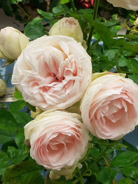  - 01 TRANDAFIRI 2024