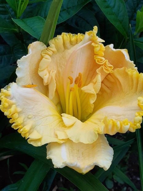 Primul inflorit , cumpărat de la Gradina Chic - 0001 HEMEROCALLIS - DELPHINUM