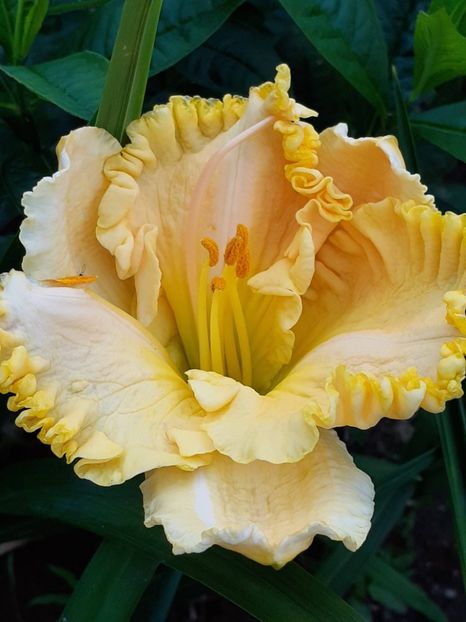  - 0001 HEMEROCALLIS - DELPHINUM
