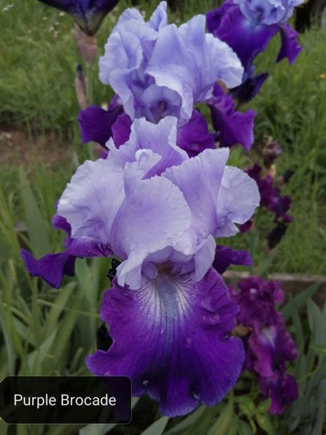  - Iriși înalți 10 lei