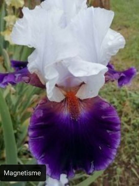  - Iriși înalți 10 lei