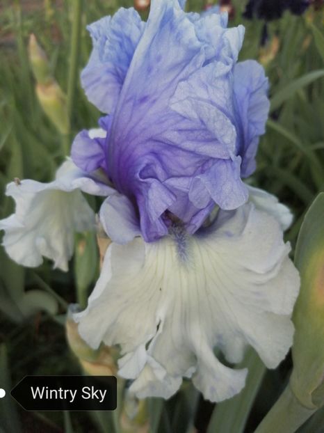  - Iriși înalți 10 lei