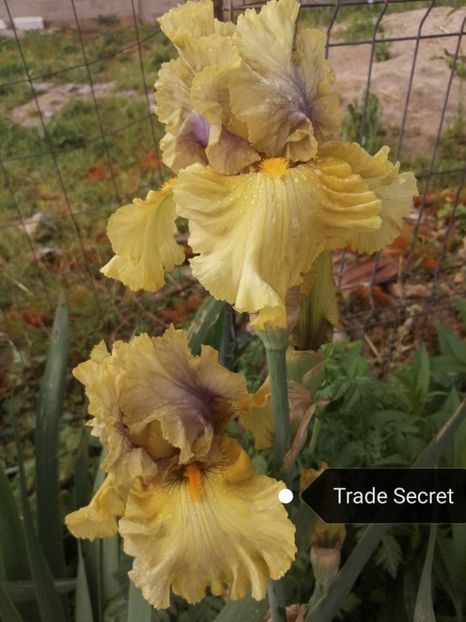  - Iriși înalți 10 lei