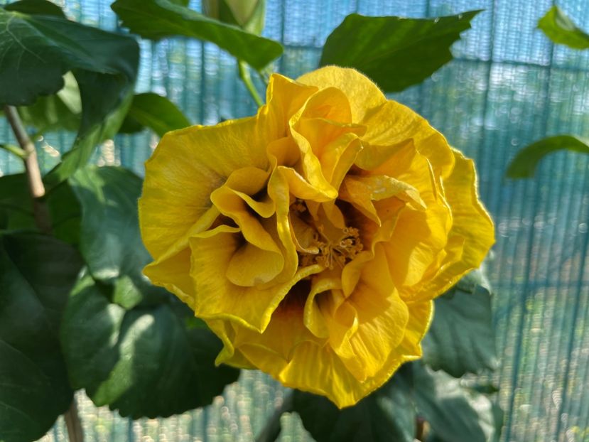  - Chi s garden Forest Rhapsody