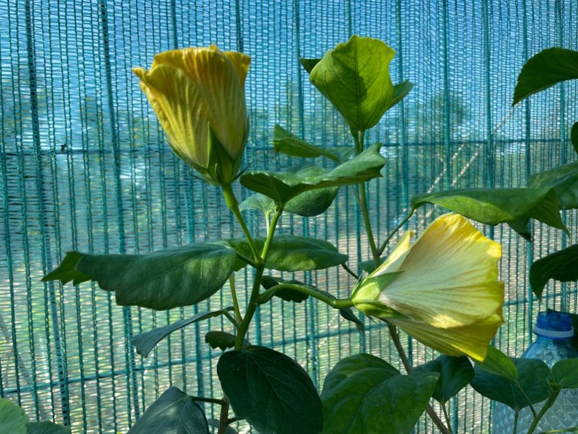  - Chi s garden Forest Rhapsody