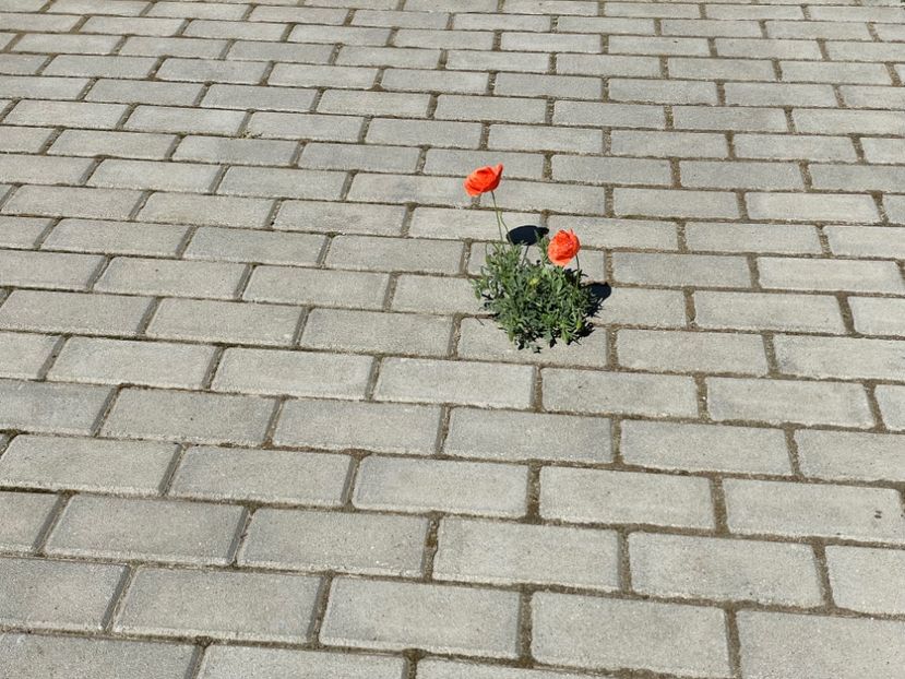  - 002 Grădina 2024 2