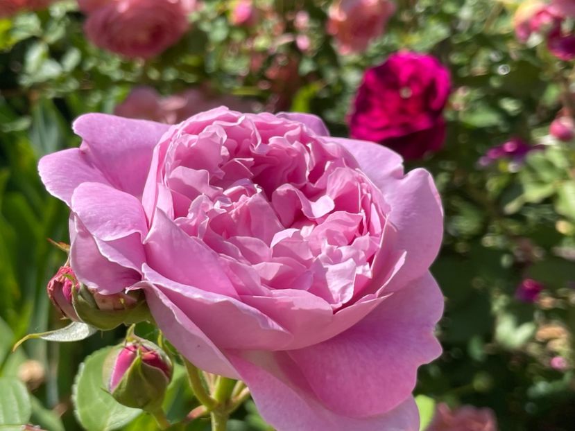  - 001 Trandafiri 2024