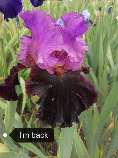  - Iriși înalți 10 lei