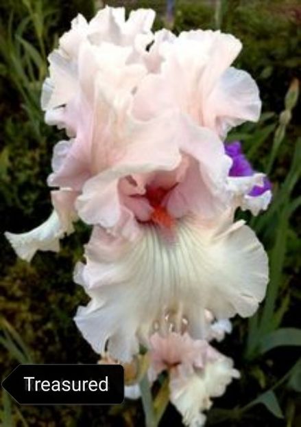  - Iriși înalți 15 lei