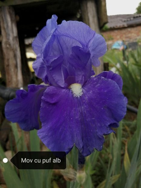  - Iriși înalți 10 lei