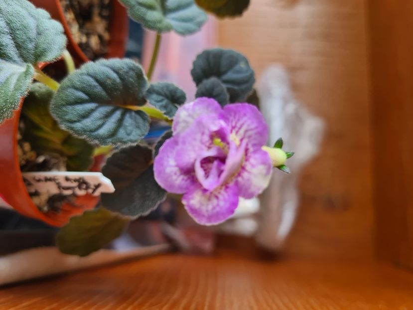  - SRG s Lime and Berry