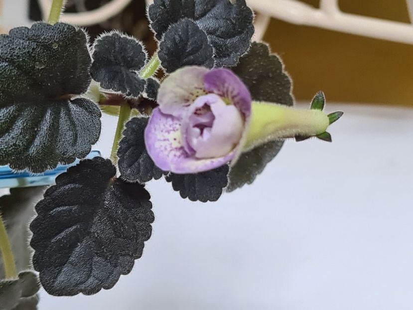  - SRG s Lime and Berry