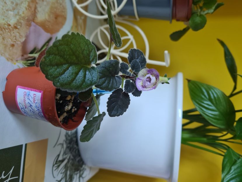  - SRG s Lime and Berry