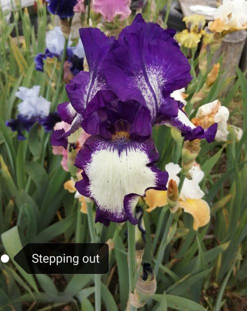  - Iriși înalți 15 lei