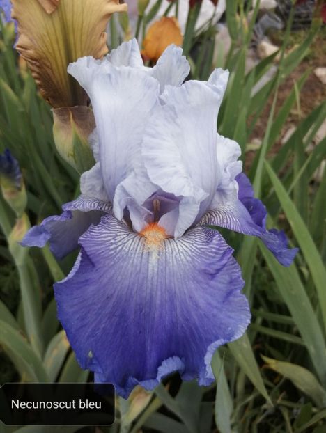  - Iriși înalți 15 lei