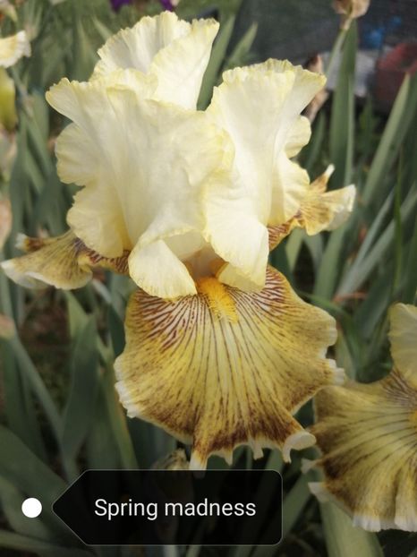  - Iriși înalți 15 lei