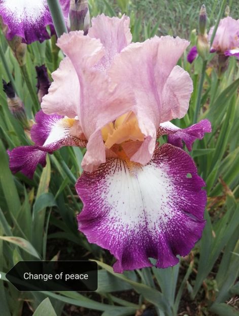  - Iriși înalți 15 lei