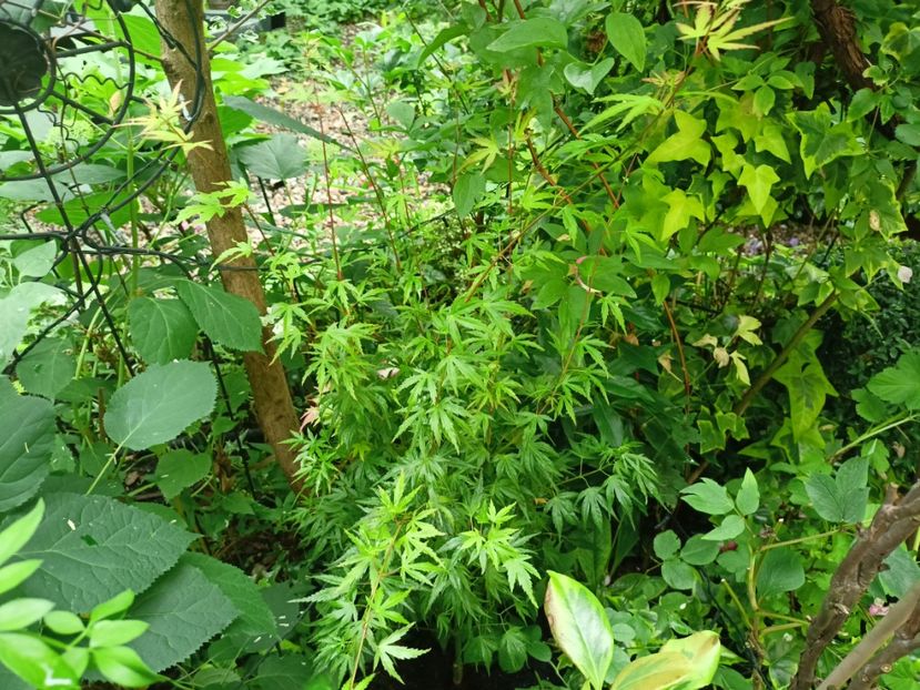 Wilson's Pink Dwarf - Grădina 2024 continuare 3