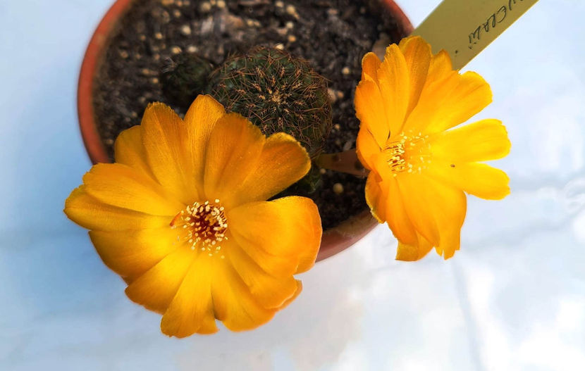 Sulcorebutia canigueralii aplanata - Sulcorebutia canigueralii var applanata