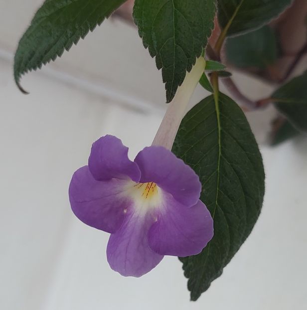  - ACHIMENES 2024