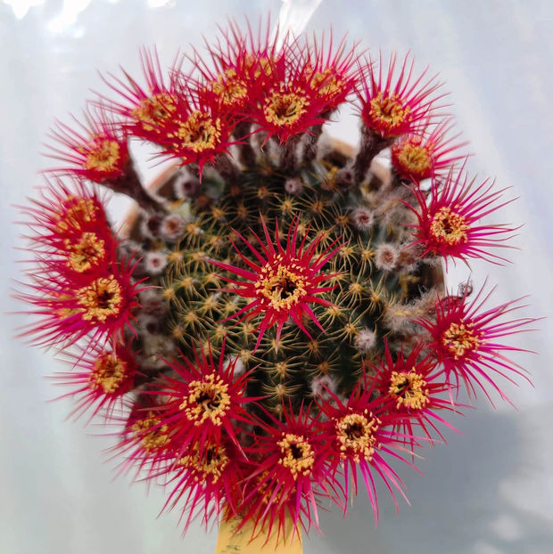 Lobivia crisantiflora - Lobivia hb MP crisantha cyclam