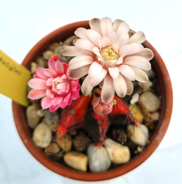 Gymnocalycium mihanovichii variegata - Gymnocalycium mihanovichii variegata