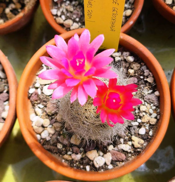 Eryosyce gerocephala - Eriosyce gerocephala