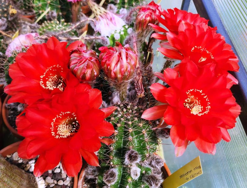 Echinopsis firelight - Echinopsis hb Firelight