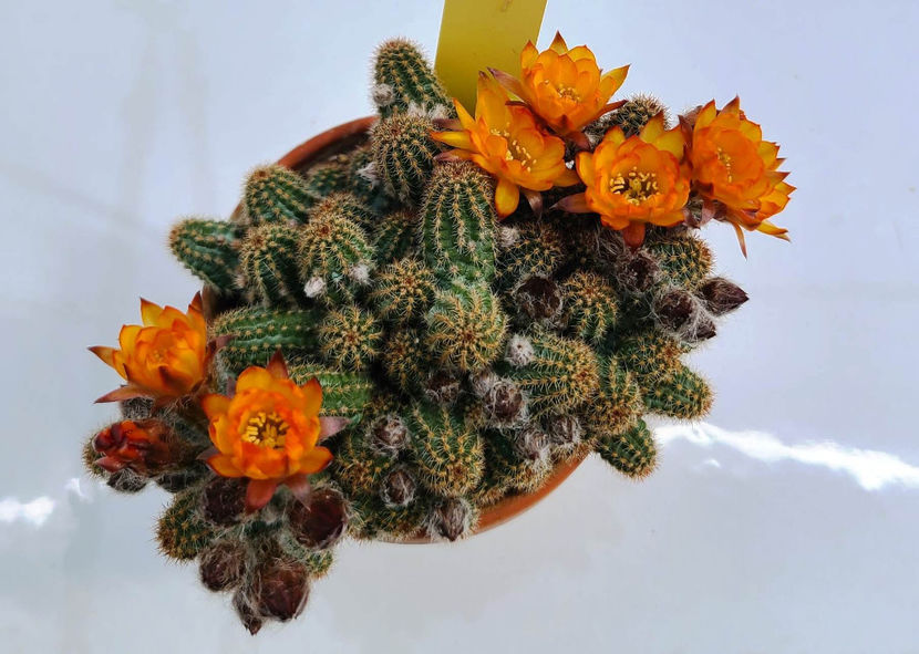 Chamaecereus hb Lincoln Sunkised - Chamaecereus hb Lincoln Sunkised