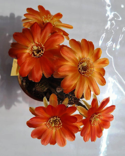 Chamaecereus hb Giulio - Chamaecereus hb Giulio