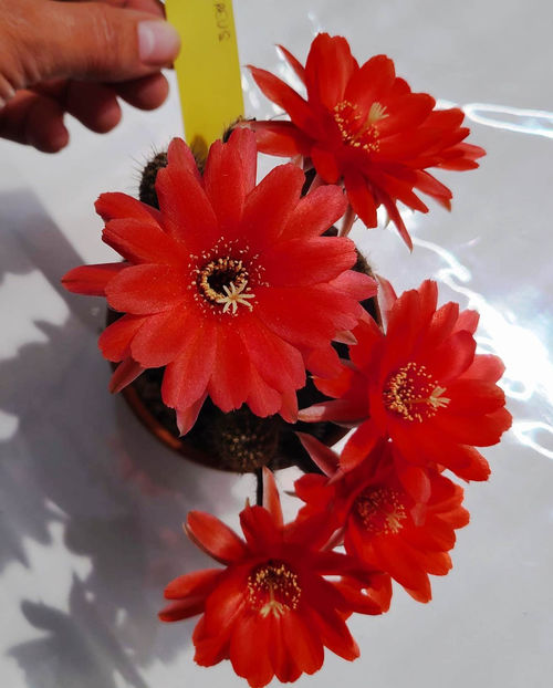 Chamaecereus hb Danisa - Chamaecereus hb Danisa