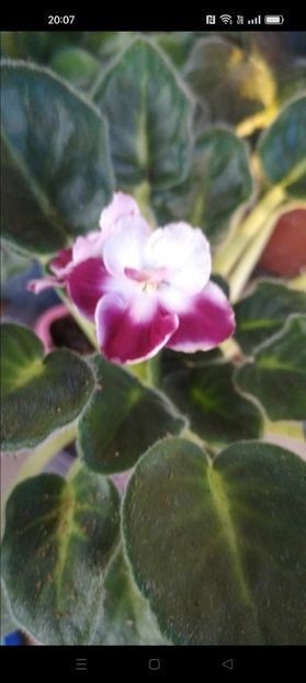 inbound1090504259156831320 - Violete