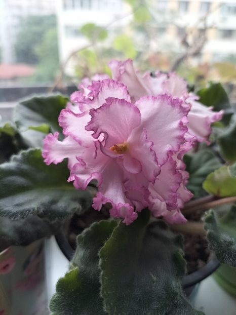 inbound694601010681462564 - Violete