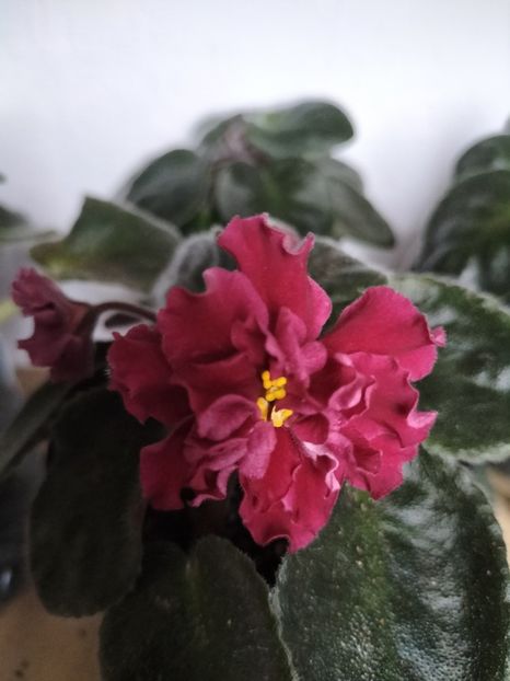 inbound6116488938322664676 - Violete