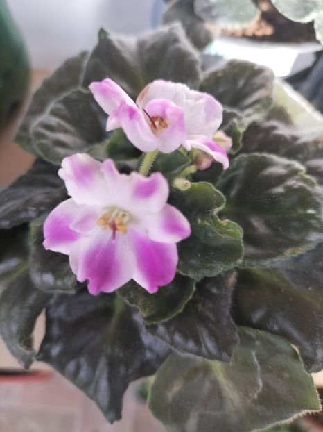 inbound7664993612943775510 - Violete