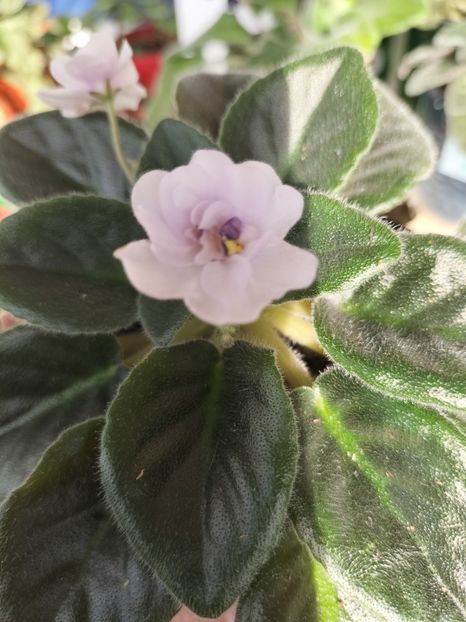 inbound9203436286369433150 - Violete