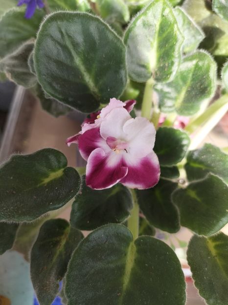 inbound2210165595728596816 - Violete