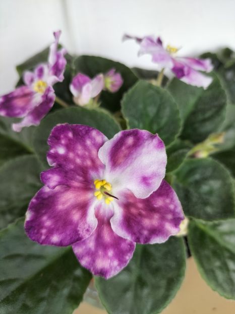 inbound2918943946055198616 - Violete