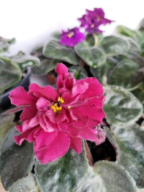 inbound7193595776994429828 - Violete