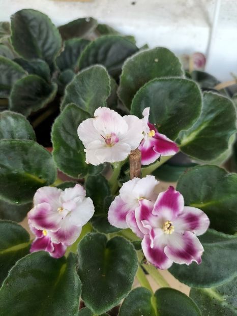 inbound5137368128397228260 - Violete