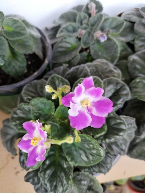 inbound8443362097019640592 - Violete