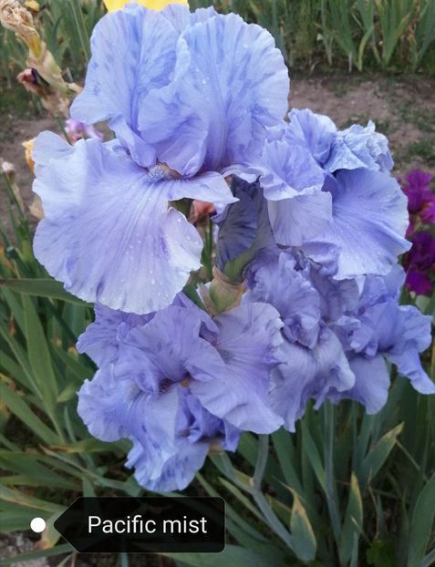  - Iriși înalți 15 lei