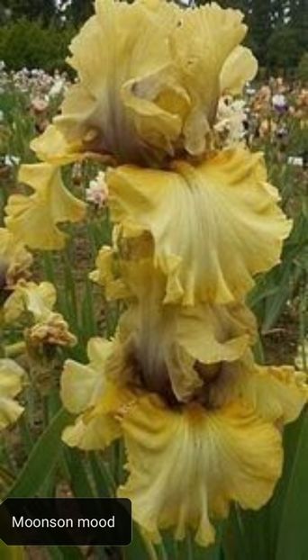  - Iriși înalți 15 lei