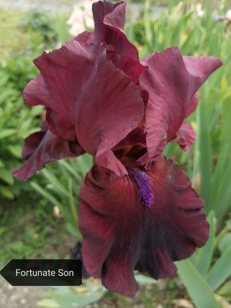 Epuizat - Iriși înalți 15 lei