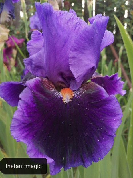  - Iriși înalți 15 lei