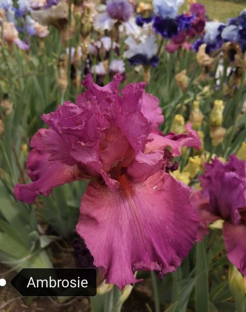  - Iriși înalți 15 lei