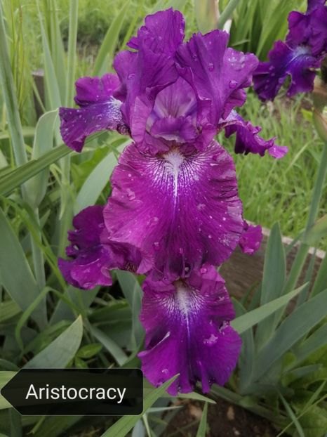  - Iriși înalți 15 lei