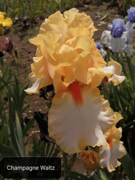  - Iriși înalți 15 lei